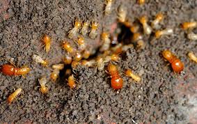 I think insects are fascinating. Blog The Key To Spotting Termite Activity Around Your Norfolk Property