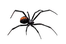 In this pest strategies product review you can expect to learn most pest control professionals have at least one or two boxes of these in their service trucks. Keep Spiders Out Of Your Home Custom Weed And Pest Control