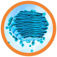 Maybe you would like to learn more about one of these? Golgi Apparatus