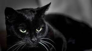 Black Cat Muzzle Eyes Wallpaper Hd Animals 4k Wallpapers Images Photos And Background Animal Wallpaper Cat Wallpaper Eyes Wallpaper