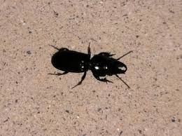 Basement Black Beetle Bug In House Order Coleoptera Family Carabidae Scarites Subterraneus Predatory Ground Beetle Interesting Things Beetle Bugs