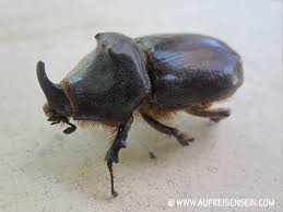 Maybe you would like to learn more about one of these? Nashornkafer In Spanien Auf Reisen Sein