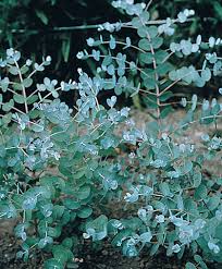 Luckily we've put together the ultimate guide for growing weed from seeds! Growing Eucalyptus From Seed How To Sow Care For Harvest