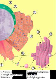 Complex processes such as dna. Cellular Organelles And Structure Article Khan Academy