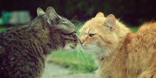 I adopted kittens instead of grown cats because i thought they would have a better chance of adapting to the dogs, not having any previous negative experiences give the kittens a break, then introduce the next dog. Introducing Another Adult Cat Or Kitten To Your Cat International Cat Care