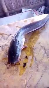 Ramai tak perminat ikan keli di sini? Kandungan Gizi Pada Gerai Ikan Laut Semarang Rezza