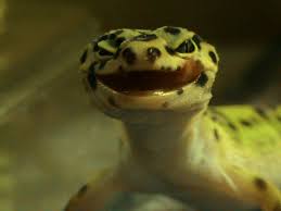 See more ideas about leopard gecko, gecko, cute reptiles. Leopard Gecko S 3 Leopard Gecko 1152x864 Wallpaper Teahub Io