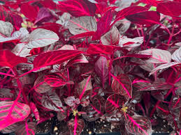 Image result for Iresine