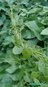 Image result for Chassalia umbraticola