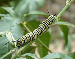 This caterpillar identification guide is accurate and easy to use. That Ain T No Monarch Meet These Other Caterpillars That Feed On Milkweed Texas Butterfly Ranch