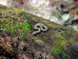 Smooth Earth Snake Virginia Valeriae Virginia Smooth Snake