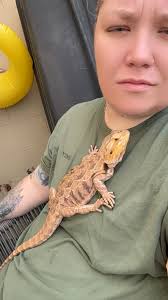 Can bearded dragons eat capsicums or cucumbers?