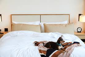 All dogs receive complimentary accommodations in hotel. 18 Pet Friendly Hotels You Have To Try Travel Channel