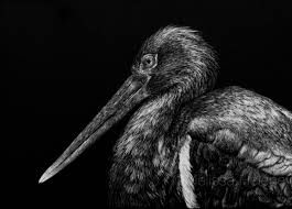 Black Stork 5x7 Scratchboard Melissa Helene Fine Arts Www Melissahelene Com Artwork Art Scratchboard Scratchboard Scratchboard Artists Scratchboard Art