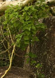 Image result for Obetia