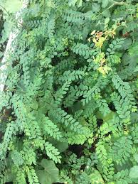 Image result for Phyllanthus tenellus