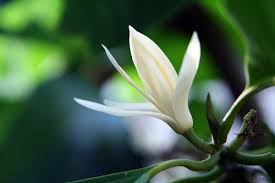 Healthybeauty cempaka putih is on facebook. Kantil Cempaka Putih Mitos Dan Manfaat Alamendah S Blog