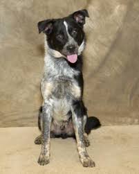 2 months old, 3 females and a couple of. Pin By Lisa Varo Slp On Love Dogs Australian Shepherd Dogs Australian Shepherd Blue Heeler Blue Heeler
