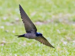 Image result for Nidorella spartioides