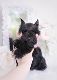 Miniature schnauzer puppies do, however, require regular grooming and frequent brushing because of their hard, wiry coat. Black Mini Schnauzer Puppies Teacup Puppies Boutique