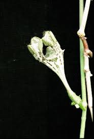 Image result for Ceropegia monteiroae