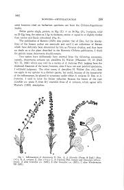 Image result for Lophiocarpus tenuissimus