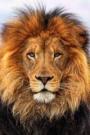 Lots Of Lions Animals Wild Cats Lion Pictures