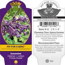 Image result for Cestrum × cultum