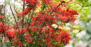 Image result for Cycnium recurvum