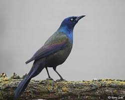 All Black Bird With Black Beak Brewer S Blackbird Grackle Black Bird Backyard Birds Feeders