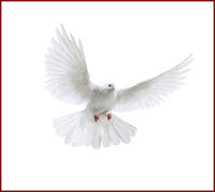 Best Holy Spirit Dove Clip Art Of Flying In Front You Ucan Beyaz Guvercin Png Image With Transparent Background Png Free Png Images Holy Spirit Dove Png Images Clip Art