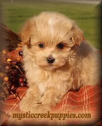 We pride ourselves on having the most advanced yet straightforward application system. Available Maltepoo Or Maltipoo Puppies For Sale From Mystic Creek Maltipoo Puppy Maltipoo Puppies For Sale Teacup Dogs Puppies