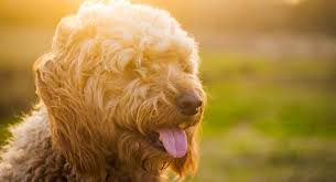It's part of the bonding process — a moment that really confirms this dog is your dog. Goldendoodle Names Best Goldendoodle Dog Names For Cute Pups