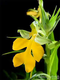 Image result for Habenaria dregeana