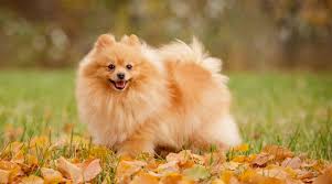 Pomeranian cost could be as little as $500 and higher pricing of around $5,000. Pomeranian Prices How Much Do Pomeranian Puppies Cost