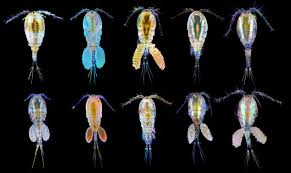 Copepod Wikipedia