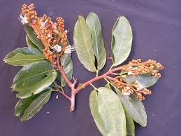 Image result for Vigna oblongifolia