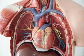 Structures to identify • heart • lungs • mediastinum • pleural space • chest wall • …everything else! File Chest Anatomy Jpg Wikimedia Commons