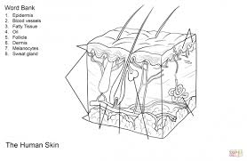 Skin Coloring Worksheet Skin Anatomy Anatomy Coloring Book Integumentary System