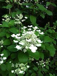 White Wedding Lace Hydrangea Flower Photos Flower Garden Shade Garden