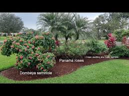 Image result for Dombeya buettneri