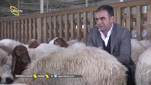 Bereket Tv Hayvan Pazari Ivesi 2 Adet Damizlik Koyun Fiyati Osmaniye 2018 Youtube