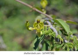 Image result for Ceropegia lugardiae