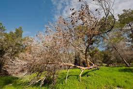 Premier Tree Surgeons Cincinnati Tree Trimming Tree Service Near Me Tree Trimming Service Tree Service Tree Surgeons