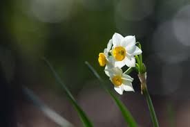Pin On Flowers Wallpapers