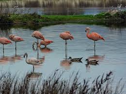 Tranquility In Water Laguna Nimez Bird Reserve Chilean Flamingo Immature Phoenicopterus Chilensis And Crested Ducks Lophonetta Spe Laguna Instagram Bird
