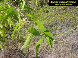 Image result for Acacia auriculiformis