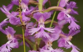 Image result for Platanthera psycodes