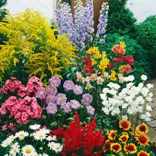 But they're not just practical—many perennials are easy to care for; Buy Medium To Tall Perennial Plants J Parker S