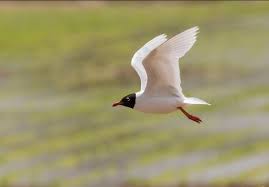 Kara Basli Marti Kuslar Birds Kus